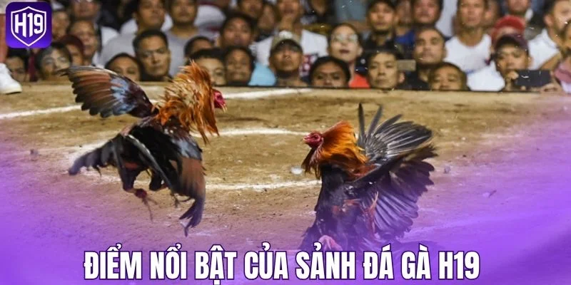 Điểm nổi bật của sảnh đá gà H19