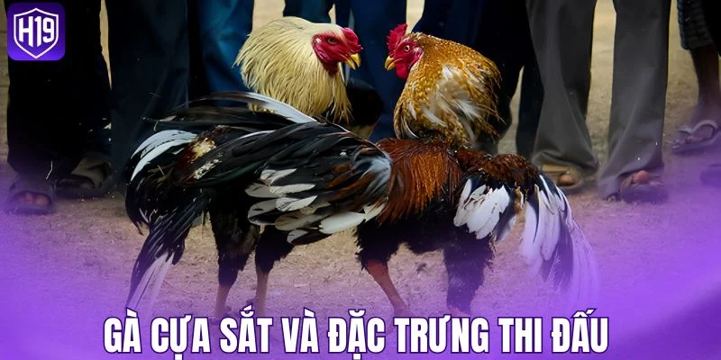 Gà cựa sắt và đặc trưng thi đấu